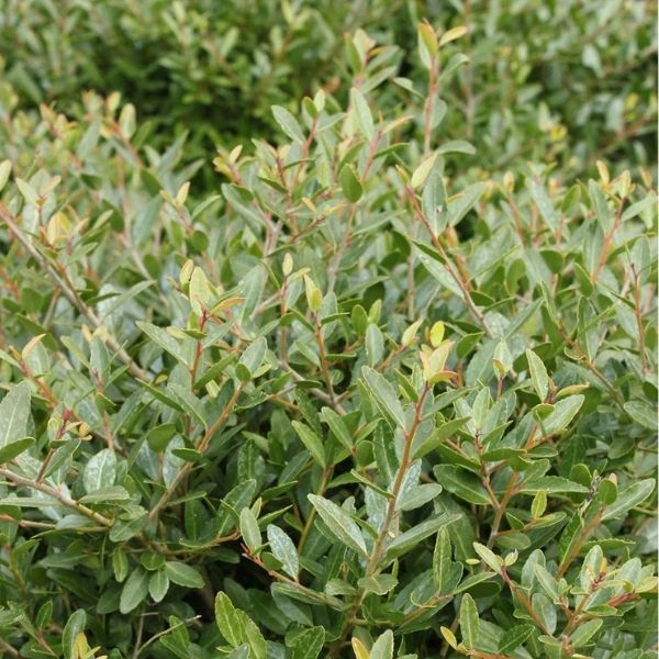 Nain yaupon holly
