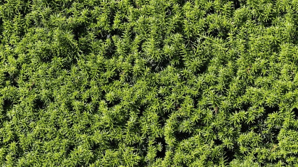 9 belles alternatives en bois de boxe pour aider à obtenir le look mais éviter les problèmes - comme recommandé par les professionnels du jardinage