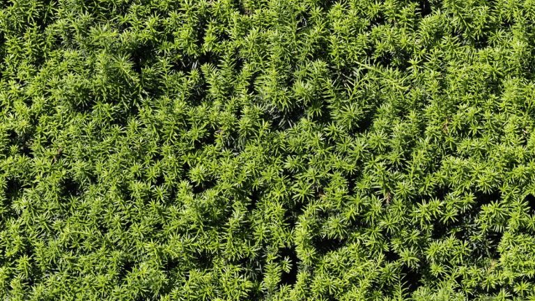 9 belles alternatives en bois de boxe pour aider à obtenir le look mais éviter les problèmes – comme recommandé par les professionnels du jardinage 9 belles alternatives en bois de boxe pour aider à obtenir le look mais éviter les problèmes - comme recommandé par les professionnels du jardinage