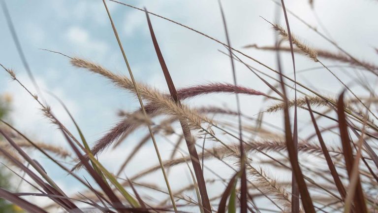 Le refroidissement éolien affecte-t-il les plantes? Les experts horticoles révèlent l’impact potentiel, plus comment garder les plantes protégées les jours venteux Le refroidissement éolien affecte-t-il les plantes? Les experts horticoles révèlent l'impact potentiel, plus comment garder les plantes protégées les jours venteux