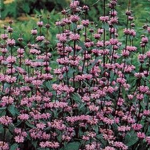 Graines de phlomis tuberosa