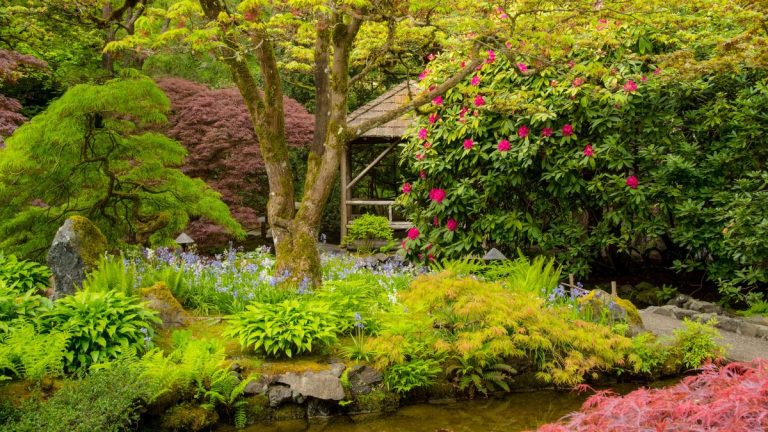 Meilleures plantes pour un jardin japonais – les horticulteurs experts recommandent 7 variétés pour créer une couleur apaisante et un sentiment de sérénité Meilleures plantes pour un jardin japonais - les horticulteurs experts recommandent 7 variétés pour créer une couleur apaisante et un sentiment de sérénité