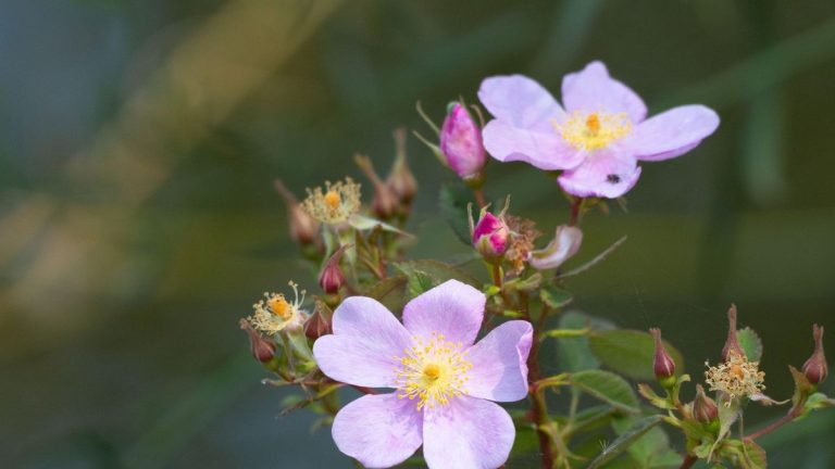 Comment cultiver des roses de Californie – et transformer votre cour avec des frontières natives et adaptées aux abeilles Comment cultiver des roses de Californie - et transformer votre cour avec des frontières natives et adaptées aux abeilles