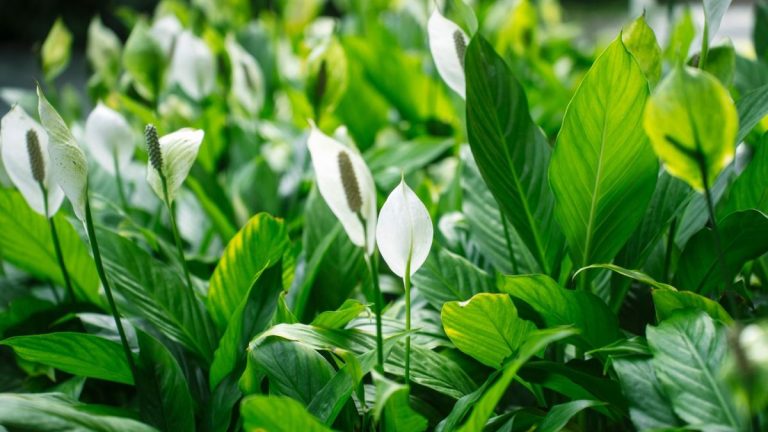 Où placer un lis de paix dans votre maison pour l’équilibre, la prospérité et la positivité, selon les experts de Feng Shui Où placer un lis de paix dans votre maison pour l'équilibre, la prospérité et la positivité, selon les experts de Feng Shui