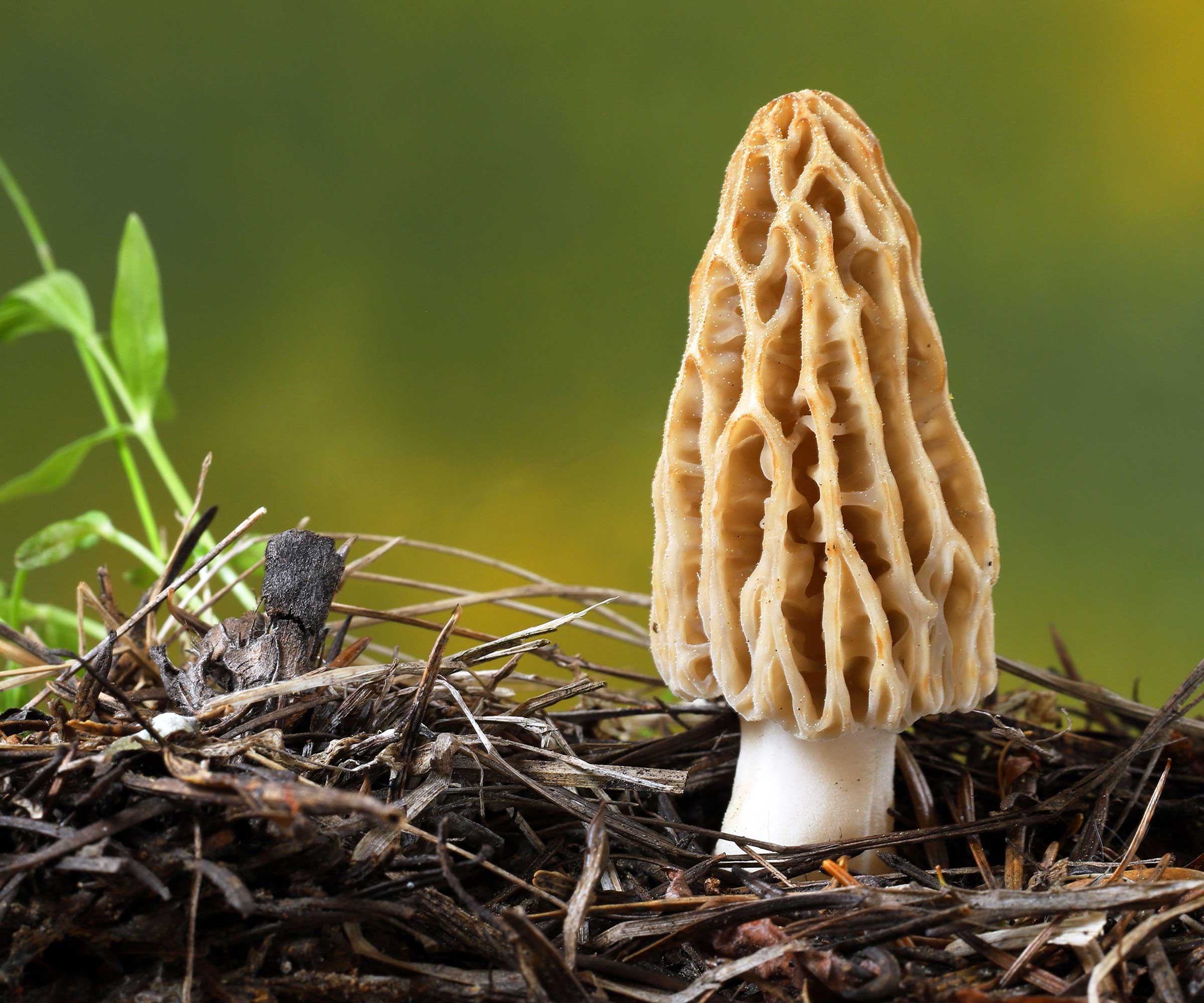 champignon morelle