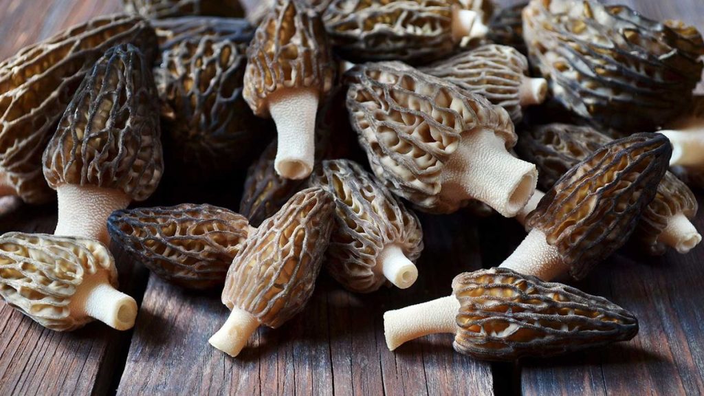 Comment cultiver des champignons Morel - Un expert partage des conseils essentiels, y compris où placer votre patch croissant et comment commencer