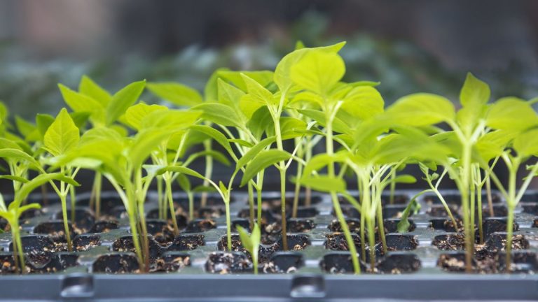 J’ai fait des récoltes pour un restaurant étoilé Michelin pendant des années – ce sont les 9 légumes que je plante toujours en février J'ai fait des récoltes pour un restaurant étoilé Michelin pendant des années - ce sont les 9 légumes que je plante toujours en février