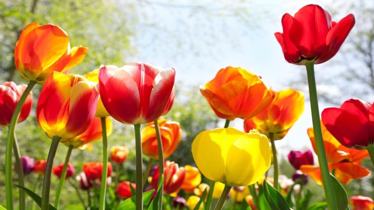 Cette maladie mortelle pourrait détruire vos fleurs de printemps – des conseils d’experts sur la façon de combattre le feu de Tulip et de l’empêcher de revenir Cette maladie mortelle pourrait détruire vos fleurs de printemps - des conseils d'experts sur la façon de combattre le feu de Tulip et de l'empêcher de revenir