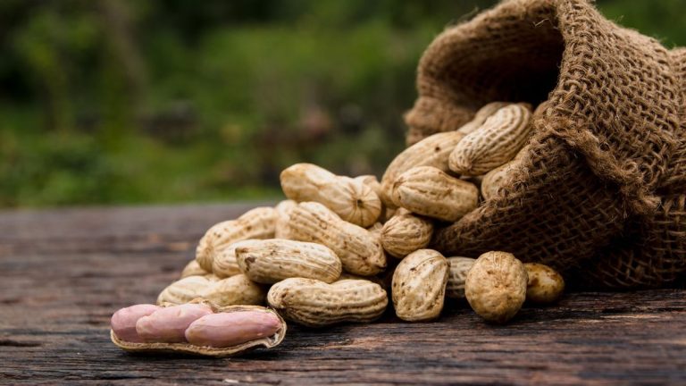 Comment cultiver des arachides – Conseils simples des experts sur la façon d’élever cette récolte d’arrière-cour amusante et nutritive Comment cultiver des arachides - Conseils simples des experts sur la façon d'élever cette récolte d'arrière-cour amusante et nutritive