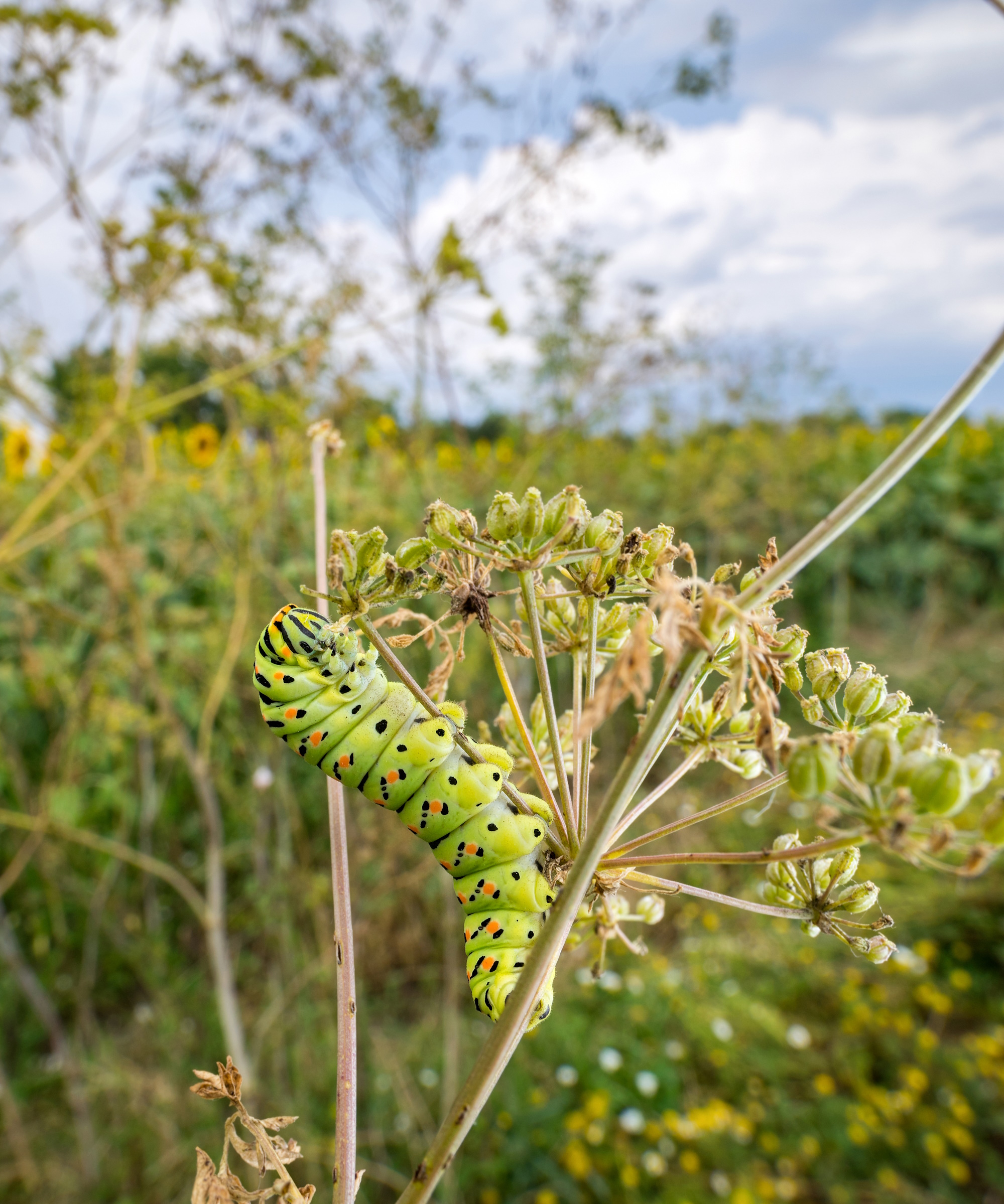 Caterpillar sur Anise Herb