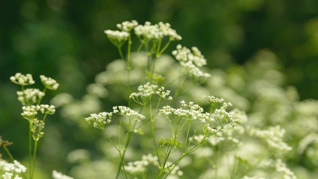 Comment faire pousser l'anis et récolter ses graines - Cet éditeur aromatique ajoutera un charme fantaisiste à votre cour