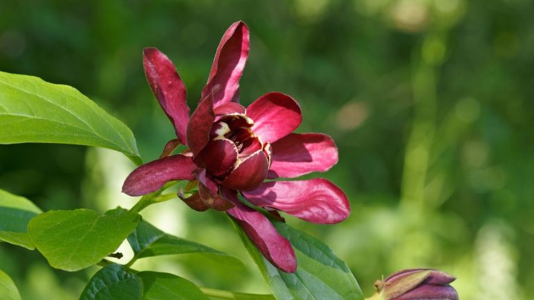 Comment cultiver sweetshrub – une plante à fleurs inhabituelle qui remonte à l’époque des dinosaures Comment cultiver sweetshrub - une plante à fleurs inhabituelle qui remonte à l'époque des dinosaures
