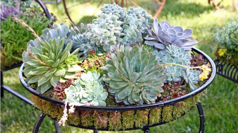 Pouvez-vous cultiver des plantes succulentes à l’extérieur? Les experts révèlent comment ajouter ces beautés du désert à votre paysage d’arrière-cour Pouvez-vous cultiver des plantes succulentes à l'extérieur? Les experts révèlent comment ajouter ces beautés du désert à votre paysage d'arrière-cour