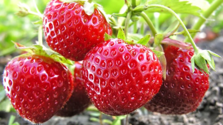 Vous voulez des récoltes plus tôt et une saison plus longue de fruits délicieux? Voici tout ce que vous devez savoir pour forcer les fraises Vous voulez des récoltes plus tôt et une saison plus longue de fruits délicieux? Voici tout ce que vous devez savoir pour forcer les fraises