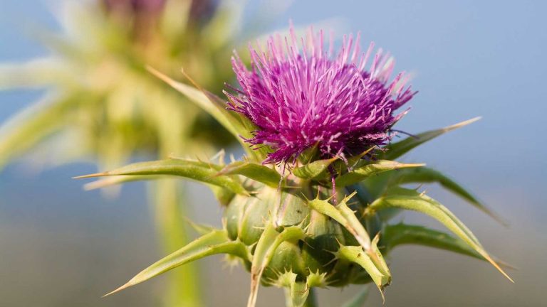 Comment s’identifier et se débarrasser du chardon-Marie – les experts du jardinage révèlent des moyens de s’attaquer à cette mauvaise herbe épineuse Comment s'identifier et se débarrasser du chardon-Marie - les experts du jardinage révèlent des moyens de s'attaquer à cette mauvaise herbe épineuse
