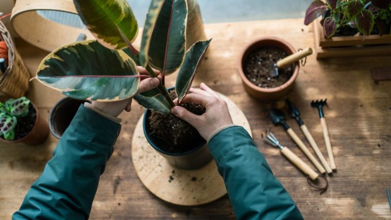 Meilleurs outils de plantes de logement respectueuses de l’environnement – 9 façons de protéger vos plantes intérieures des microplastiques Meilleurs outils de plantes de logement respectueuses de l'environnement - 9 façons de protéger vos plantes intérieures des microplastiques
