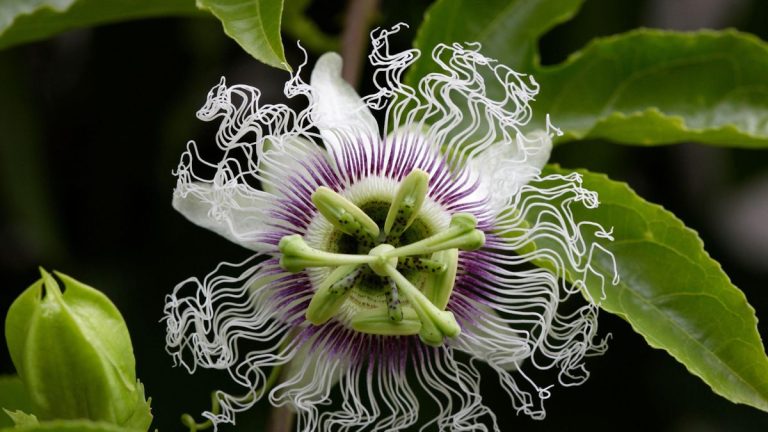 Pouvez-vous cultiver des fleurs de passion à l’intérieur? Un éleveur végétal révèle comment ajouter une touche de tropiques à votre maison avec des vignes exotiques à fleurs Pouvez-vous cultiver des fleurs de passion à l'intérieur? Un éleveur végétal révèle comment ajouter une touche de tropiques à votre maison avec des vignes exotiques à fleurs