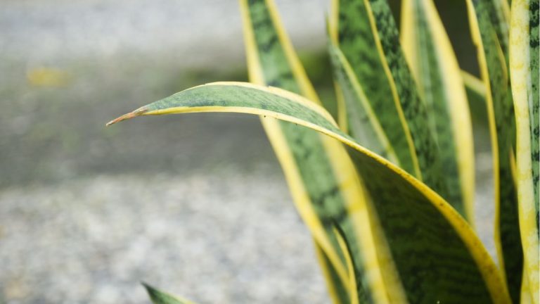 La plante de serpent laisse le curling? J’ai découvert la cause derrière ce problème commun et je l’ai corrigé avec succès – voici comment vous pouvez aussi faire pousser votre plante directement La plante de serpent laisse le curling? J'ai découvert la cause derrière ce problème commun et je l'ai corrigé avec succès - voici comment vous pouvez aussi faire pousser votre plante directement
