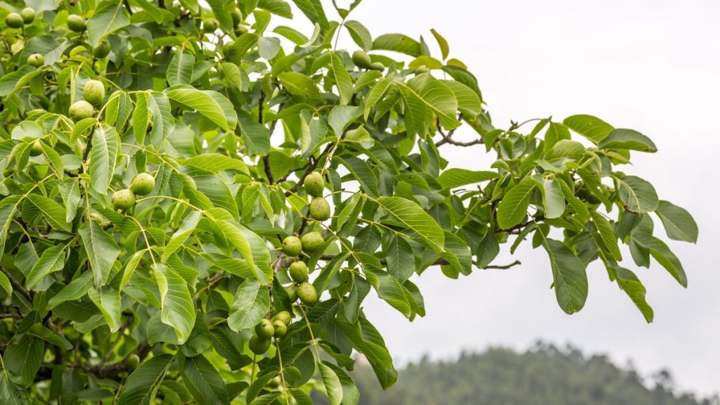 Un arboricien révèle le temps le plus indulgent pour tailler un noyer – et les étapes que vous devez connaître pour une élagage en toute sécurité Un arboricien révèle le temps le plus indulgent pour tailler un noyer - et les étapes que vous devez connaître pour une élagage en toute sécurité