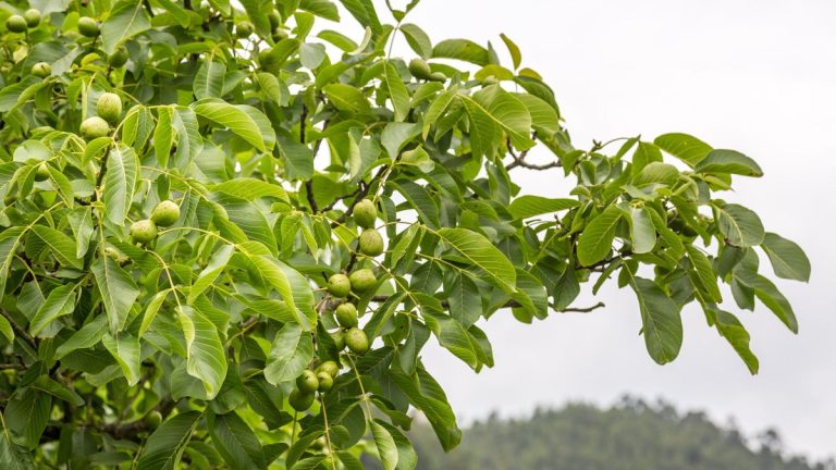 Un arboricien révèle le temps le plus indulgent pour tailler un noyer – et les étapes que vous devez connaître pour une élagage en toute sécurité Un arboricien révèle le temps le plus indulgent pour tailler un noyer - et les étapes que vous devez connaître pour une élagage en toute sécurité