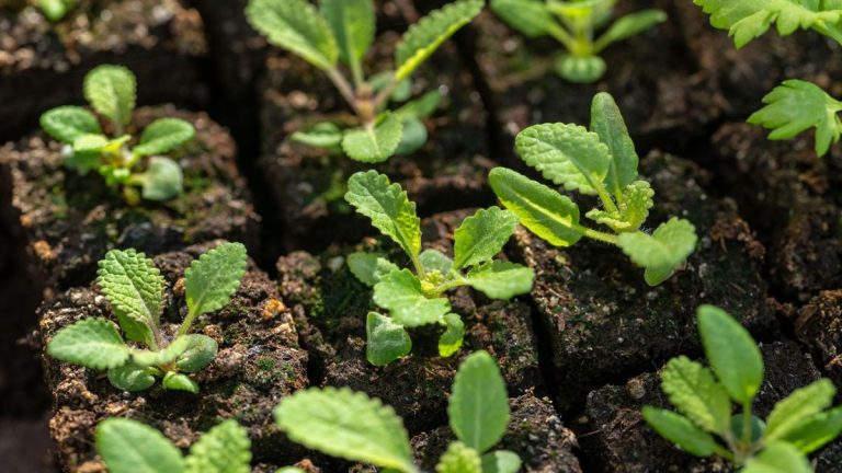 Qu’est-ce qu’un bloqueur de sol? Plant Pro expliquez comment utiliser cet outil ingénieux et comment la «taille à l’air» peut donner à vos plantes des racines plus saines Qu'est-ce qu'un bloqueur de sol? Plant Pro expliquez comment utiliser cet outil ingénieux et comment la «taille à l'air» peut donner à vos plantes des racines plus saines