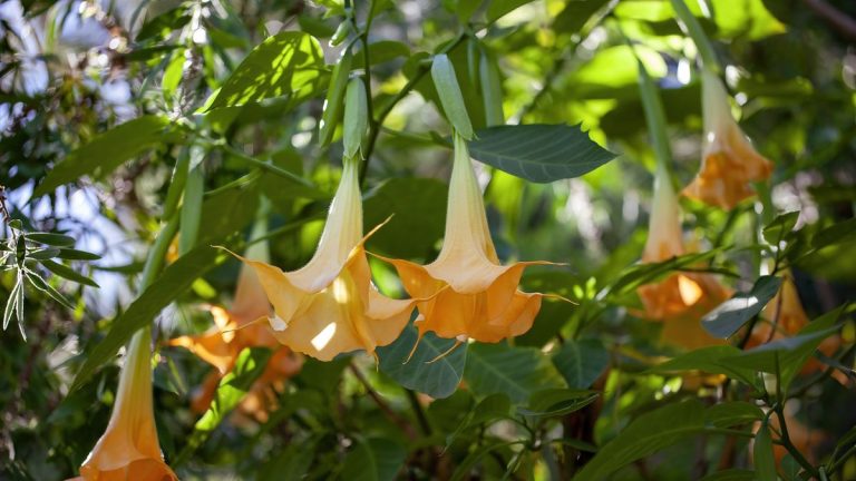Ils sont beaux mais mortels – 5 plantes vivaces toxiques que chaque jardinier devrait connaître, et les alternatives plus sûres pour grandir à la place Ils sont beaux mais mortels - 5 plantes vivaces toxiques que chaque jardinier devrait connaître, et les alternatives plus sûres pour grandir à la place