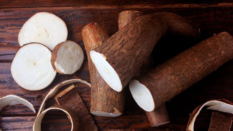 Comment faire pousser du manioc pour les récoltes de racines de noix, terreux et riches en nutriments Comment faire pousser du manioc pour les récoltes de racines de noix, terreux et riches en nutriments