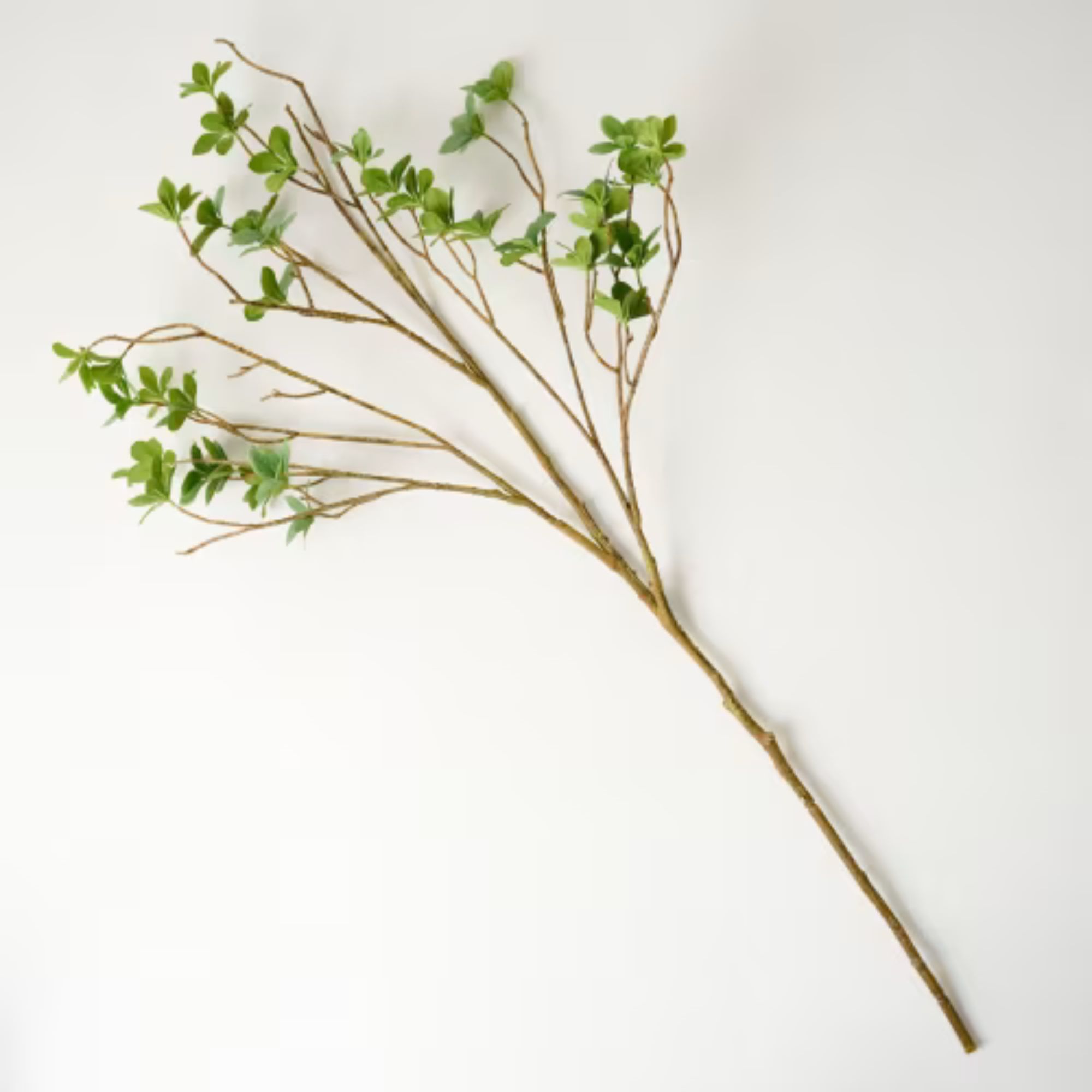 Branche de feuille verte surdimensionnée