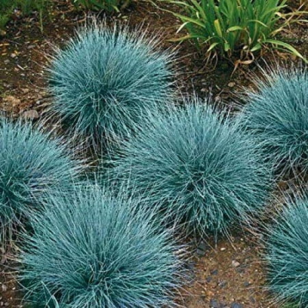 100 graines de plante de fétuque bleue, belle vivace bleu-vert
