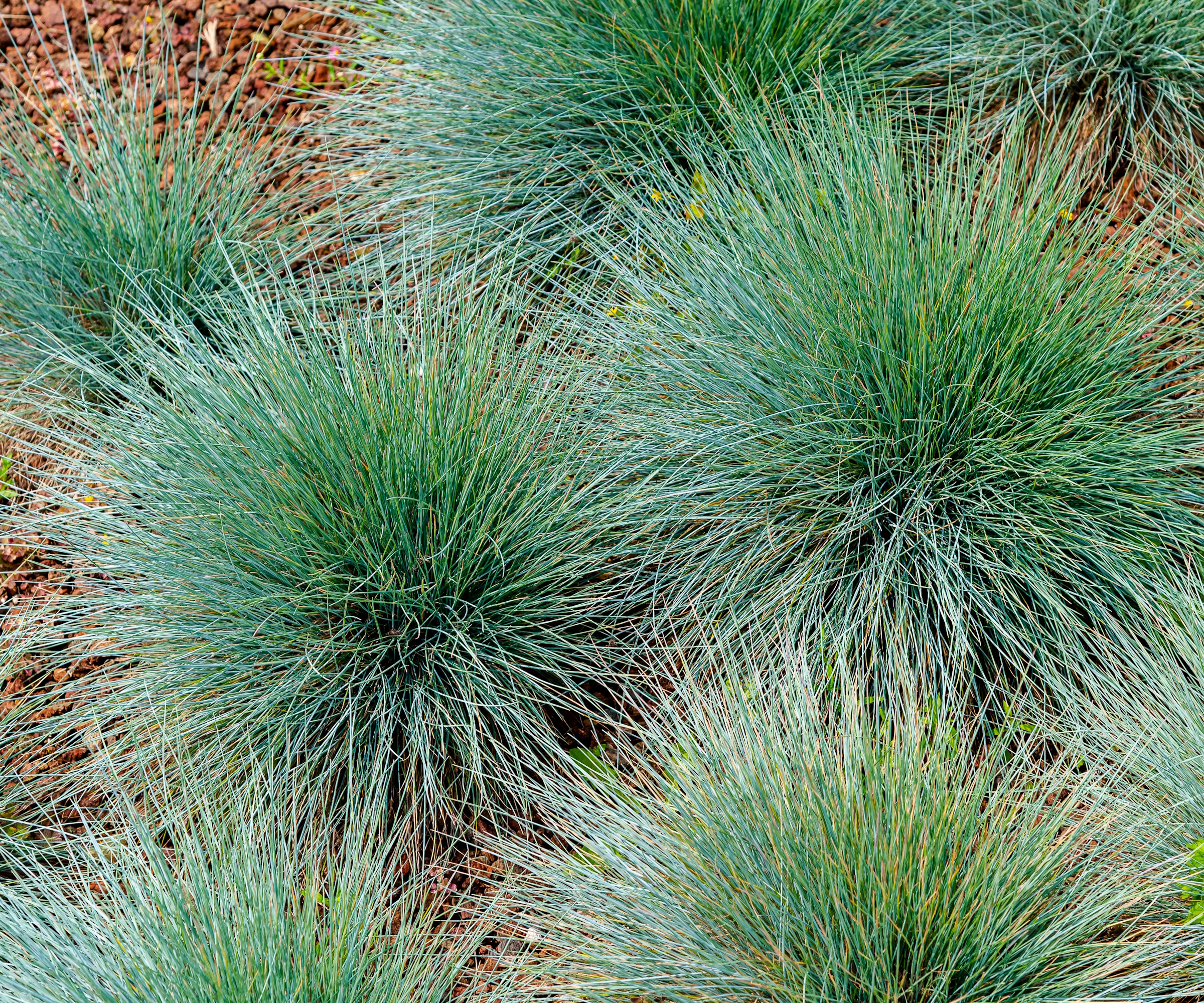 Herbe de fétuque bleue dans une frontière avec du paillis