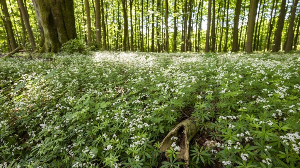 Les plantes de couverture du sol les plus faciles à cultiver - 5 espèces approuvées expertes qui rempliront rapidement les zones difficiles de votre cour