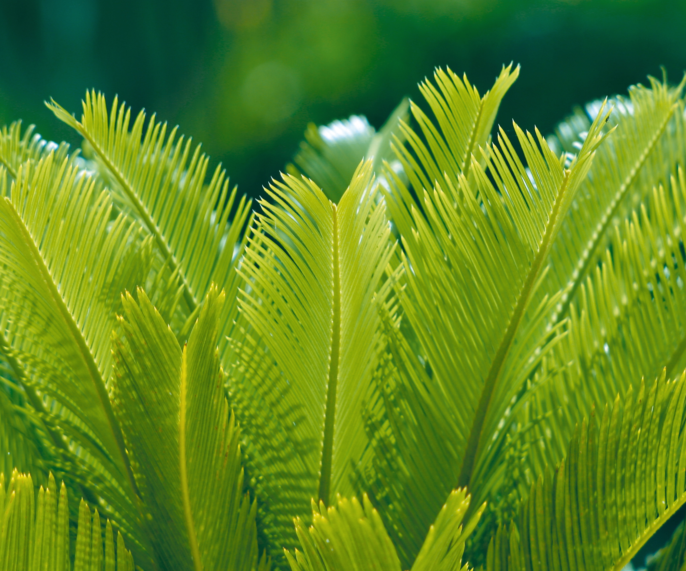 Feuilles de palmier sagou