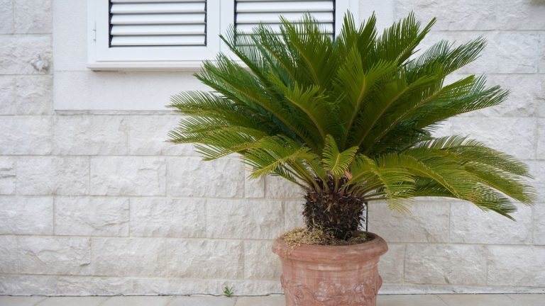 Comment s’occuper d’un sagon – 3 conseils que les experts de planches à prévoir recommandent de garder cette déclaration à la recherche de plante succulente Comment s'occuper d'un sagon - 3 conseils que les experts de planches à prévoir recommandent de garder cette déclaration à la recherche de plante succulente