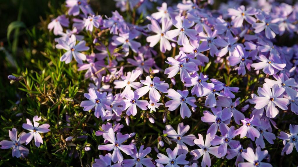 Les meilleures plantes indigènes pour arrêter les mauvaises herbes - 5 couvertures au sol, arbustes et plantes vivaces pour garder les mauvaises herbes indésirables hors de votre cour
