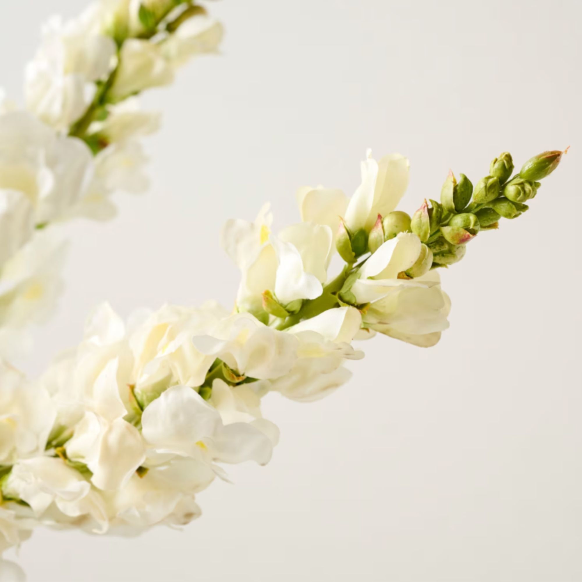 Tige Snapdragon