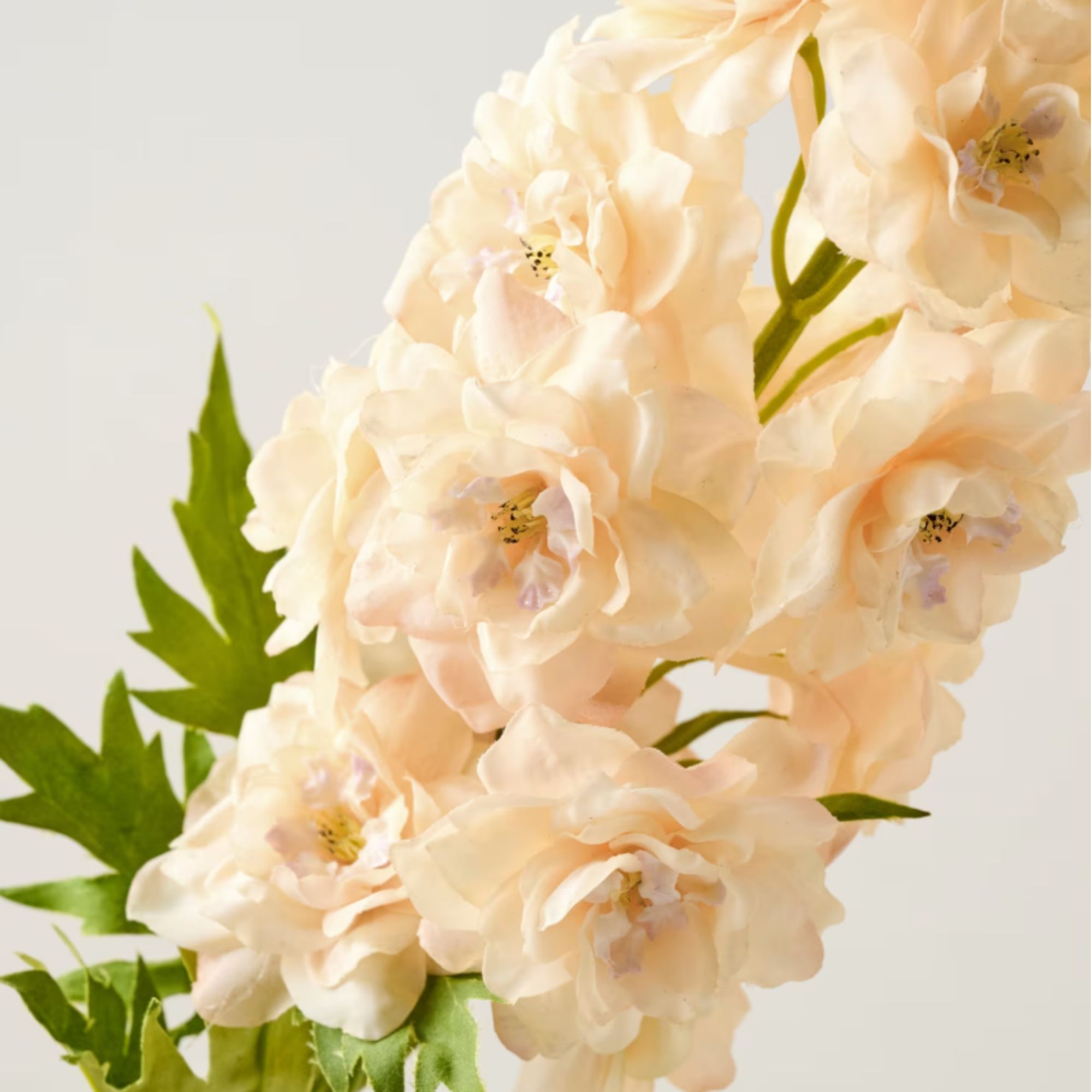 Tige delphinium