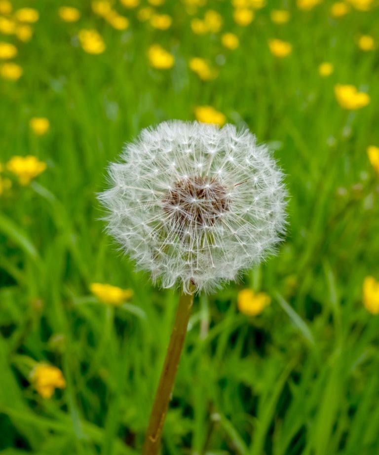 Types de désherbages expliqués – les pros du jardinage explorent 10 types d’outils et révèlent qui est le meilleur pour différentes espèces de mauvaises herbes Types de désherbages expliqués - les pros du jardinage explorent 10 types d'outils et révèlent qui est le meilleur pour différentes espèces de mauvaises herbes