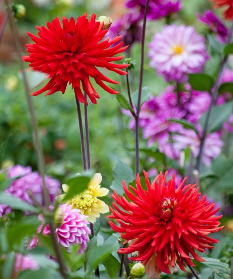 Vous voulez de nouveaux dahlias gratuitement? Découvrez à quel point il est facile de forcer les tubercules à la fin de l’hiver et de prendre des boutures de dahlia Vous voulez de nouveaux dahlias gratuitement? Découvrez à quel point il est facile de forcer les tubercules à la fin de l'hiver et de prendre des boutures de dahlia