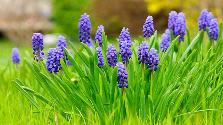 Vous ne croirez pas à quel point ces fleurs sont faciles à cultiver – 9 ampoules en faillite pour les couleurs éblouissantes et les fleurs garanties Vous ne croirez pas à quel point ces fleurs sont faciles à cultiver - 9 ampoules en faillite pour les couleurs éblouissantes et les fleurs garanties