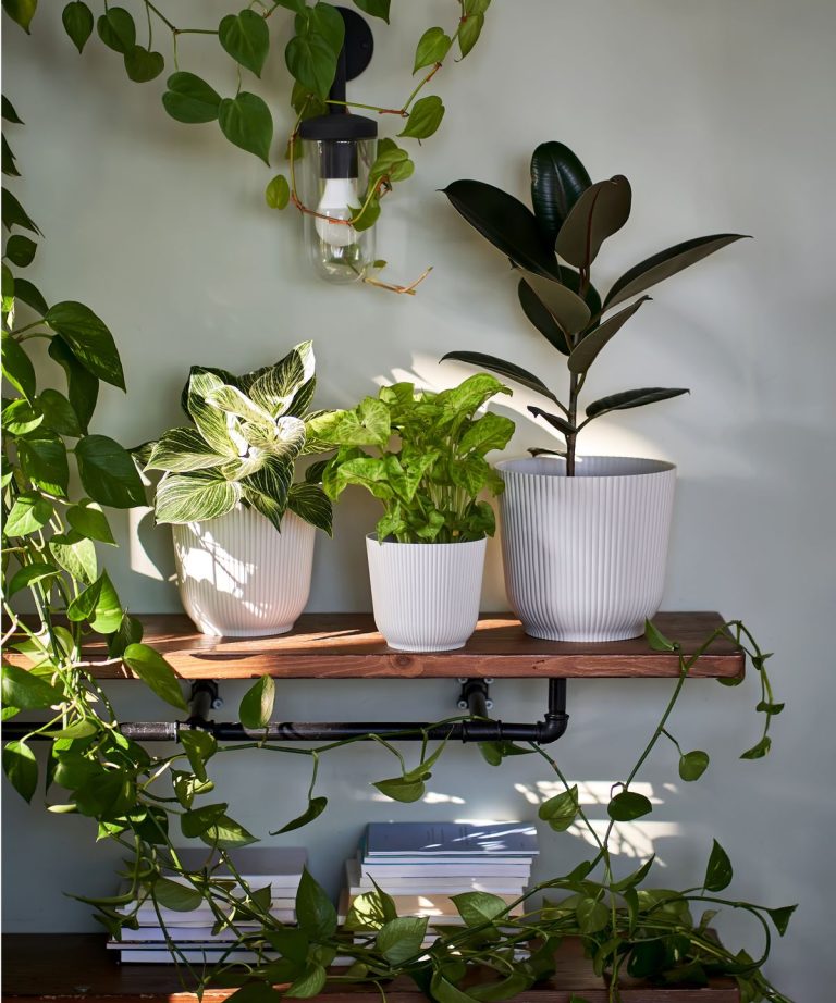 Quelle est votre plante d’intérieur Zodiac? 12 plantes pour convenir à différentes personnalités des signes d’étoiles Quelle est votre plante d'intérieur Zodiac? 12 plantes pour convenir à différentes personnalités des signes d'étoiles