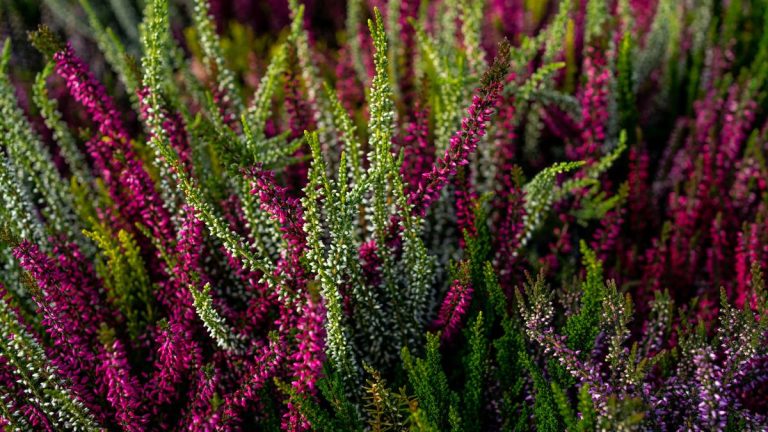 Comment cultiver Heather – Cet arbuste polyvalent peut ajouter une couleur et une texture durables aux pots et aux lits Comment cultiver Heather - Cet arbuste polyvalent peut ajouter une couleur et une texture durables aux pots et aux lits