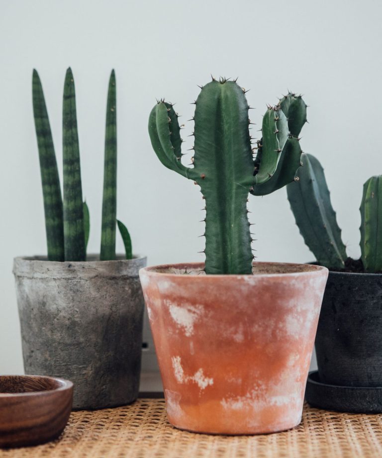 Les cactus rares sont les « plantes informatiques » de 2025, selon les nouvelles données d’experts des plantes d’intérieur – voici pourquoi tout le monde a besoin d’un spécimen époustouflant dans leur collection de plantes Les cactus rares sont les `` plantes informatiques '' de 2025, selon les nouvelles données d'experts des plantes d'intérieur - voici pourquoi tout le monde a besoin d'un spécimen époustouflant dans leur collection de plantes