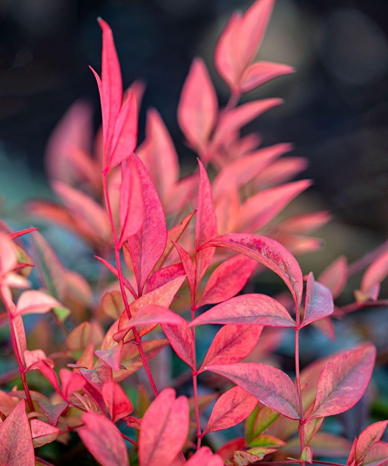 Meilleurs arbustes à feuilles persistantes à faible entretien pour une cour avant – 5 plantes faciles à cultiver qui augmenteront instantanément l’attrait de Curb Meilleurs arbustes à feuilles persistantes à faible entretien pour une cour avant - 5 plantes faciles à cultiver qui augmenteront instantanément l'attrait de Curb