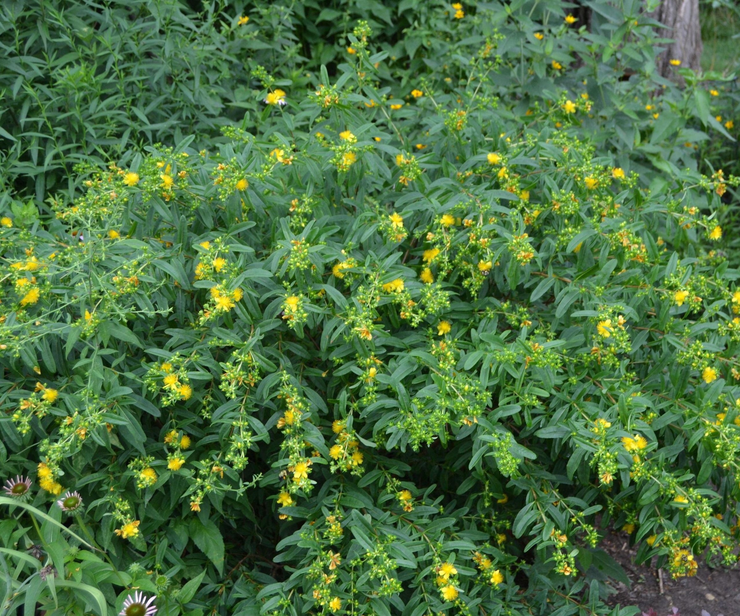 Mort de mille arbuste, Hypericum prolificum