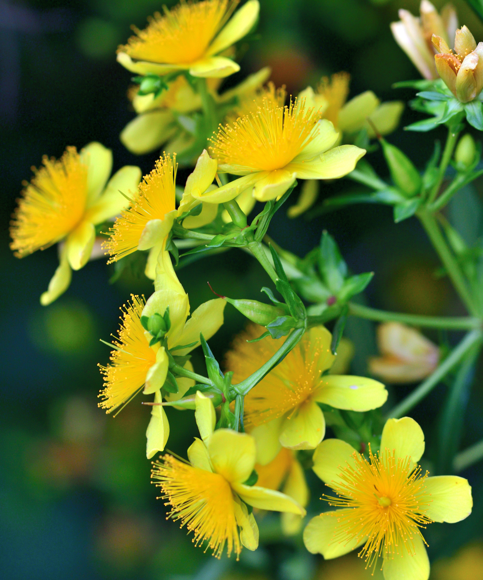 Gros plan de Hypericum prolificum, arbuste des fleurs jaunes de mille