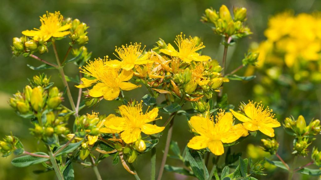 Comment cultiver le moût de St John - Découvrez les variétés natives à faible entretien pour un intérêt durable pour vos parterres de fleurs