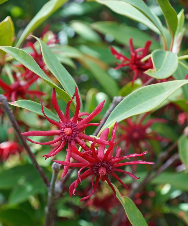 Comment cultiver l’anis en Floride – pour un arbuste à feuilles persistantes indigènes qui prospère à l’ombre Comment cultiver l'anis en Floride - pour un arbuste à feuilles persistantes indigènes qui prospère à l'ombre