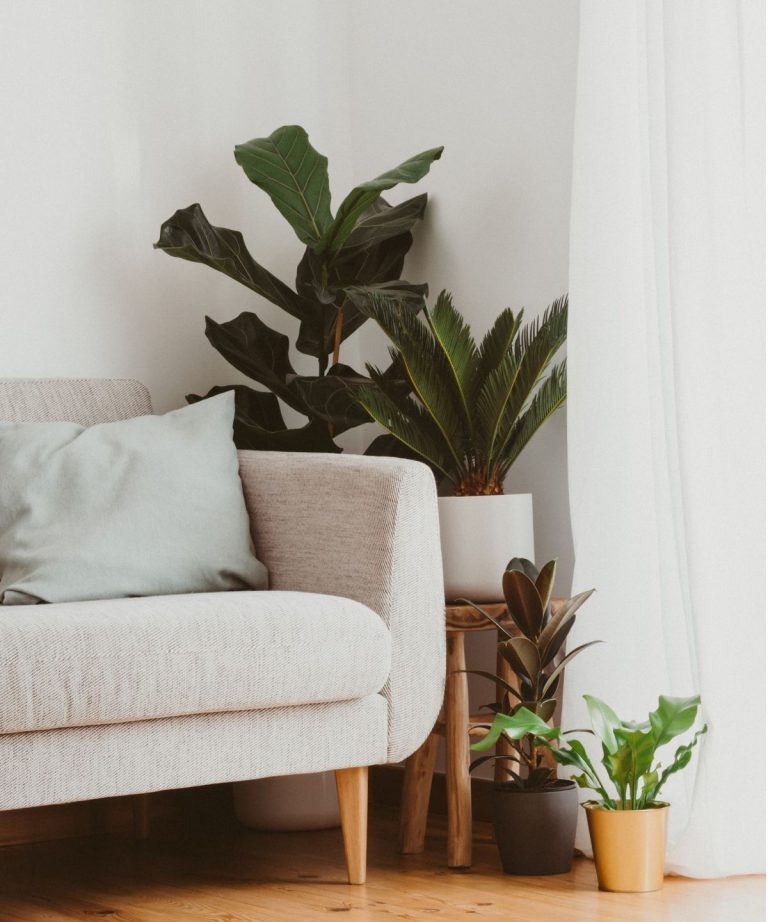 L’expert de la planche d’intérieur met en garde contre ces 6 plantes éloignées les unes des autres – voici pourquoi ils ne font pas de bons compagnons et quoi associer à la place à la place L'expert de la planche d'intérieur met en garde contre ces 6 plantes éloignées les unes des autres - voici pourquoi ils ne font pas de bons compagnons et quoi associer à la place à la place