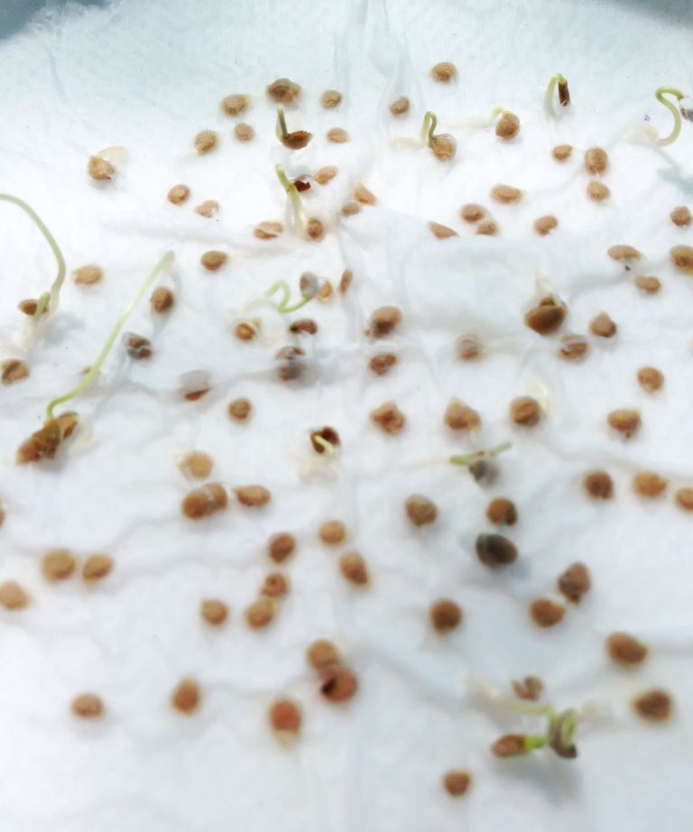 Ce moyen rapide et facile de tester la viabilité des graines vous fera gagner tellement de temps et d’efforts dans le jardin Ce moyen rapide et facile de tester la viabilité des graines vous fera gagner tellement de temps et d'efforts dans le jardin
