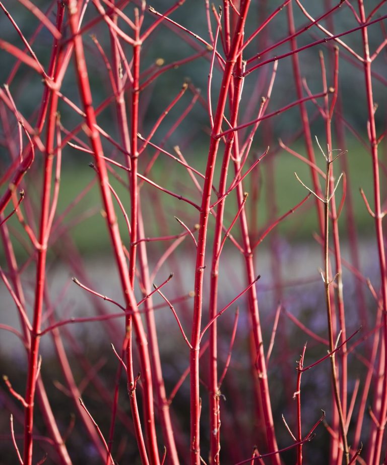 Février est le moment idéal pour tailler un cornouiller rouge rouge – pour maximiser son affichage audacieux et ardent l’hiver prochain Février est le moment idéal pour tailler un cornouiller rouge rouge - pour maximiser son affichage audacieux et ardent l'hiver prochain